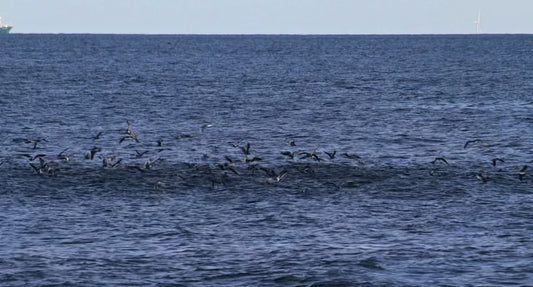 Tips and Tactics: Where to cast when Bass are blitzing on the surface-From the boat.